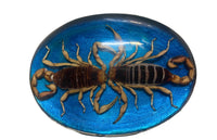 Scorpion Buckle